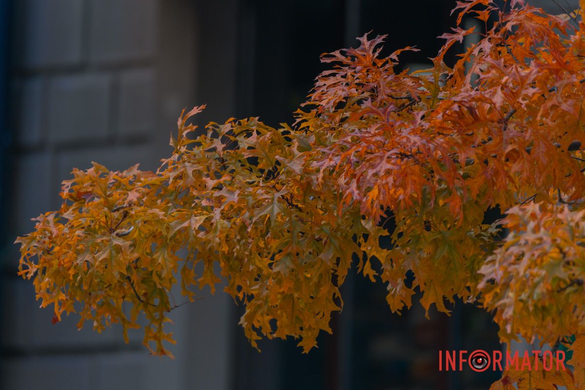 Відлітайте, дерева. Прощай, нетутешня пташко