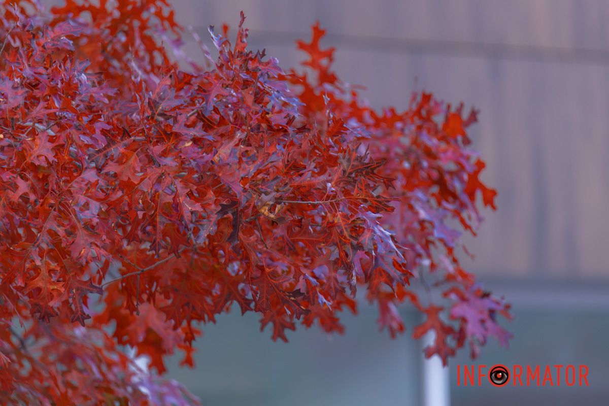 В керамічному глечику – кілька засохлих ромашок