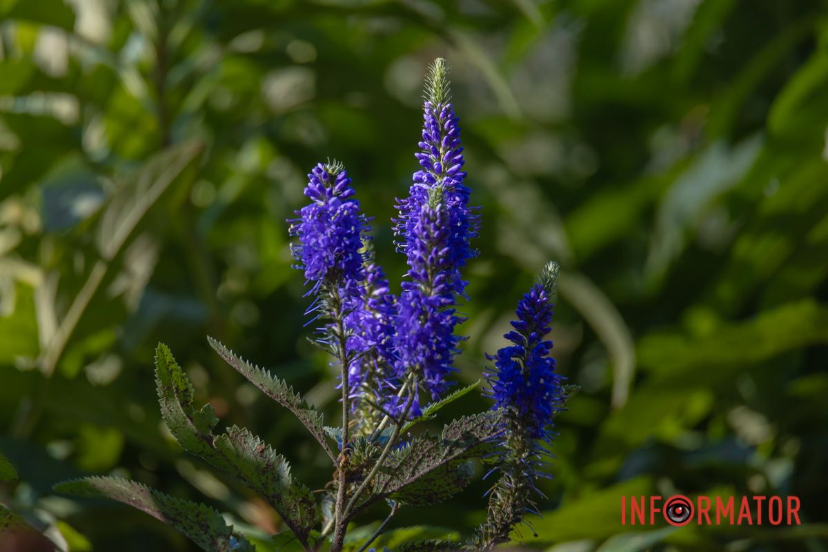 Нагинає дерева і листя в саду мете