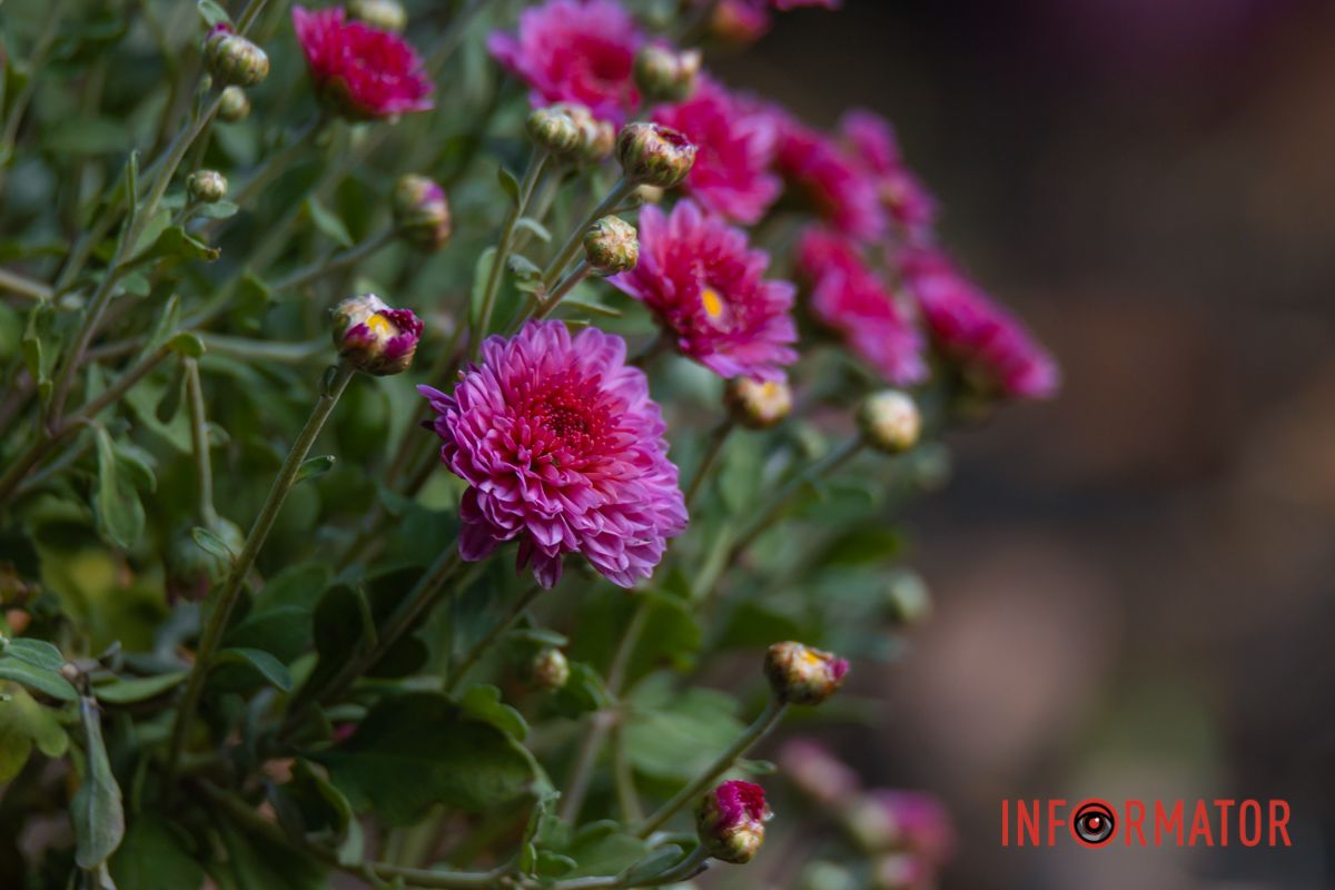 І щодень по пелюстці її обриваємо ми.
