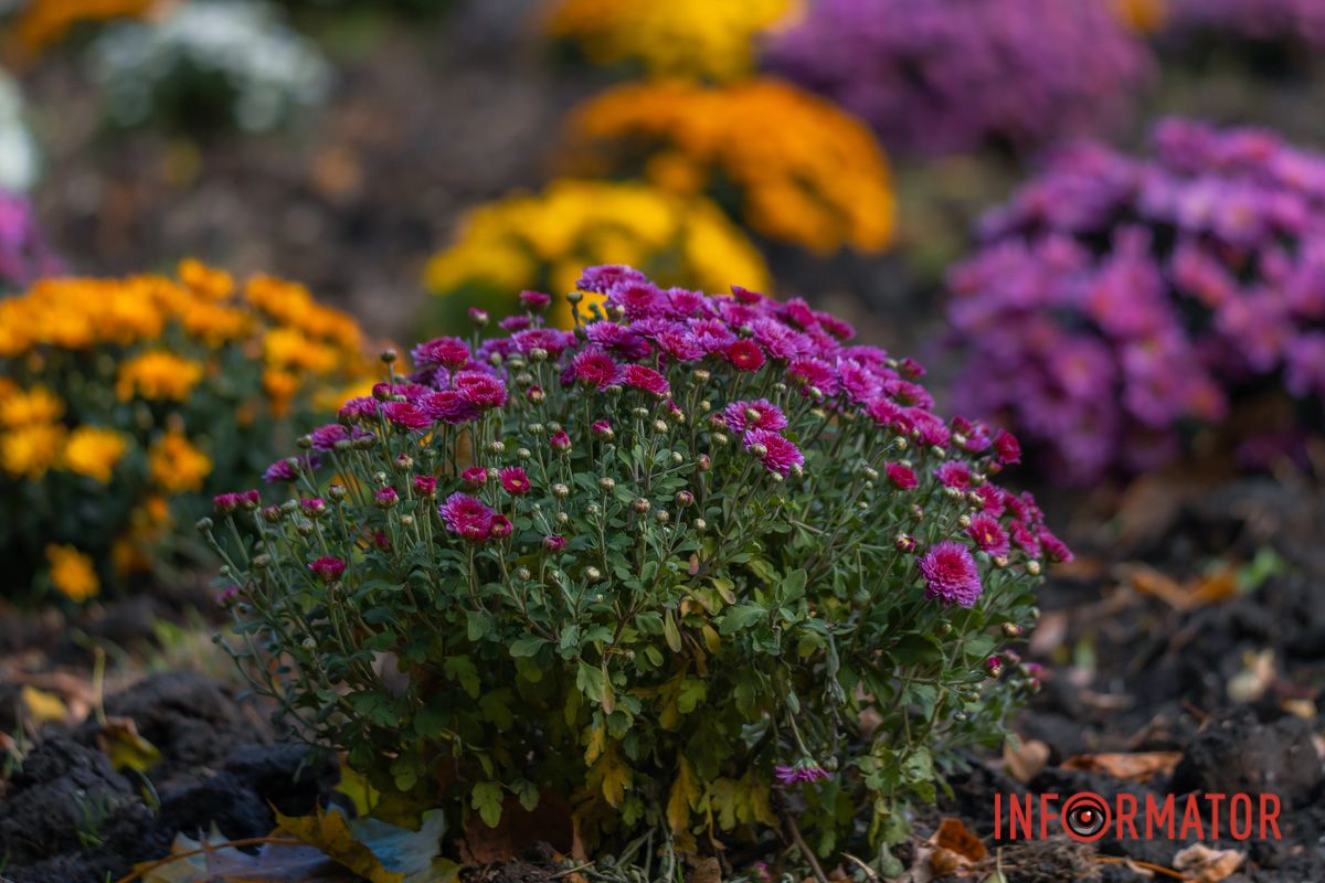 Авторка вірша: Мар'яна Савка