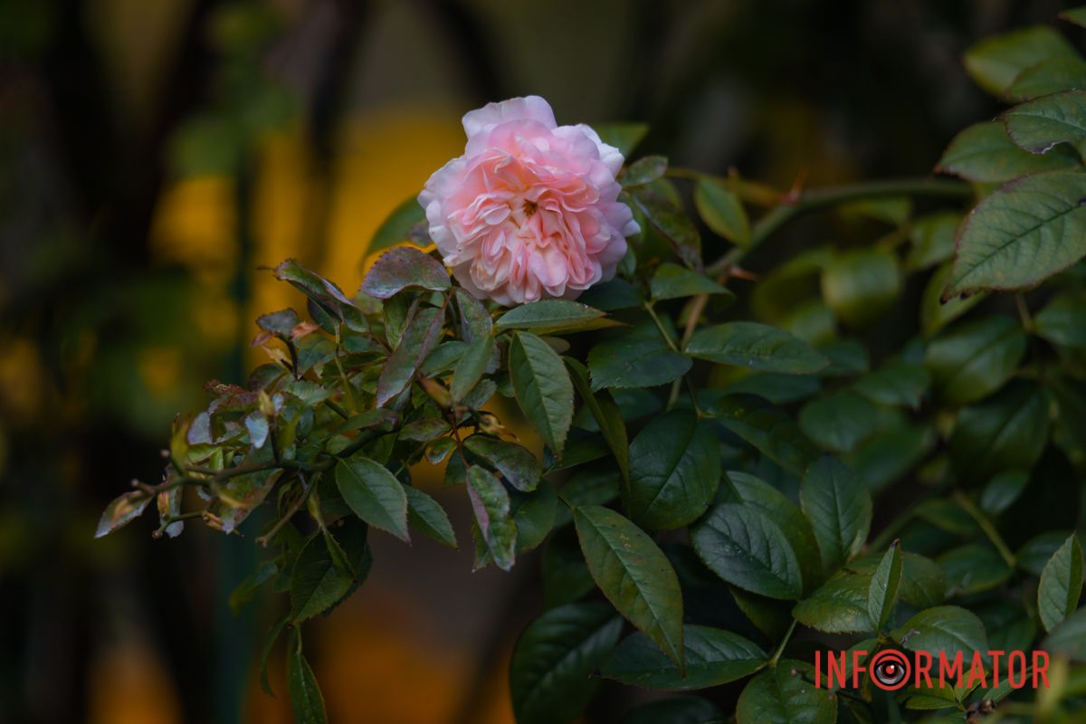 Ця осінь – кленова й каштанова