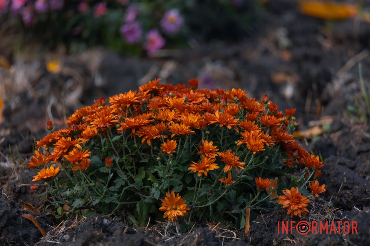 І міріадово зоряна,