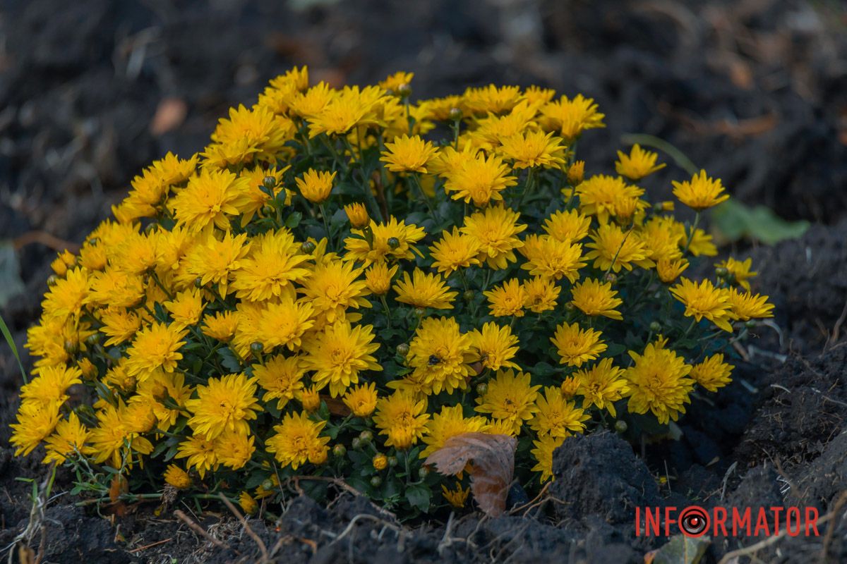 І віршами, віршами, віршами,