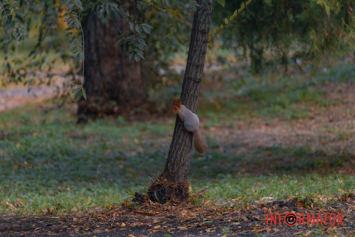 Як листям багряним засипана,