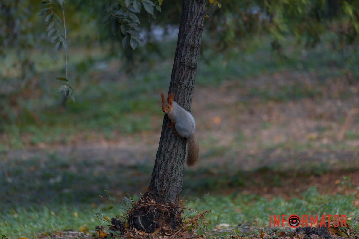 Такими словами розкішними,