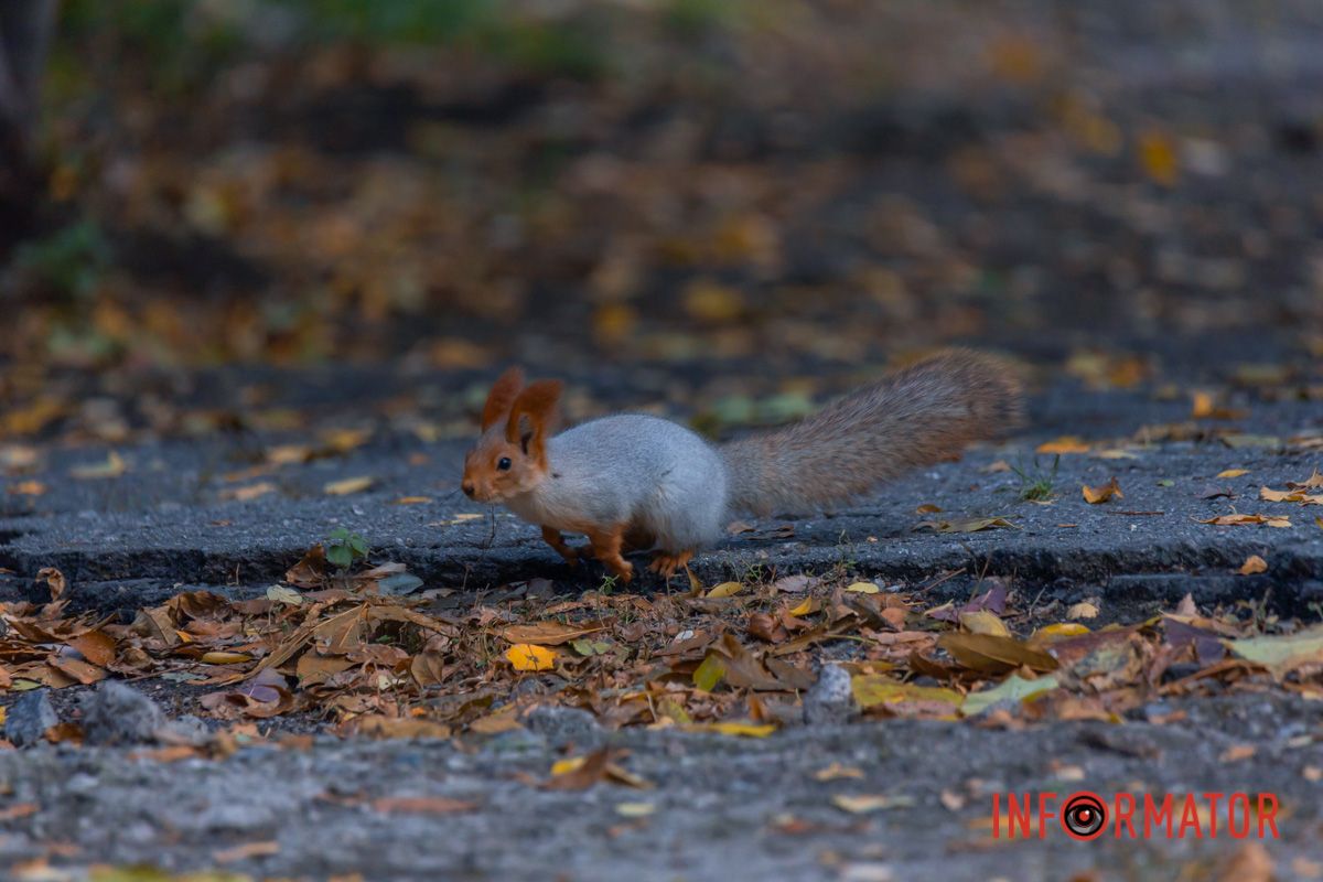 Як золотом вишита, вишита…