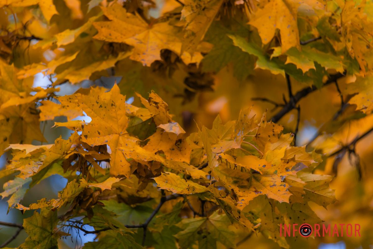 Така суперечливо лагідна