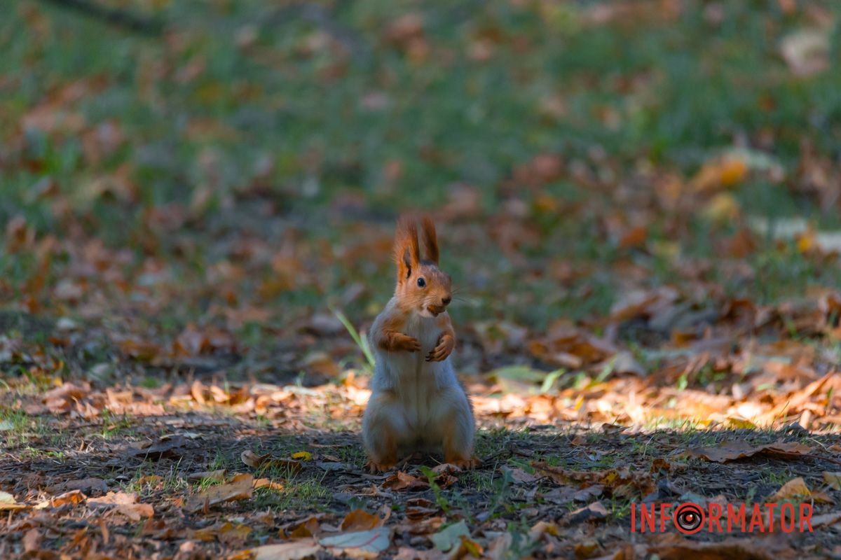 Авторка: Віра Олеш