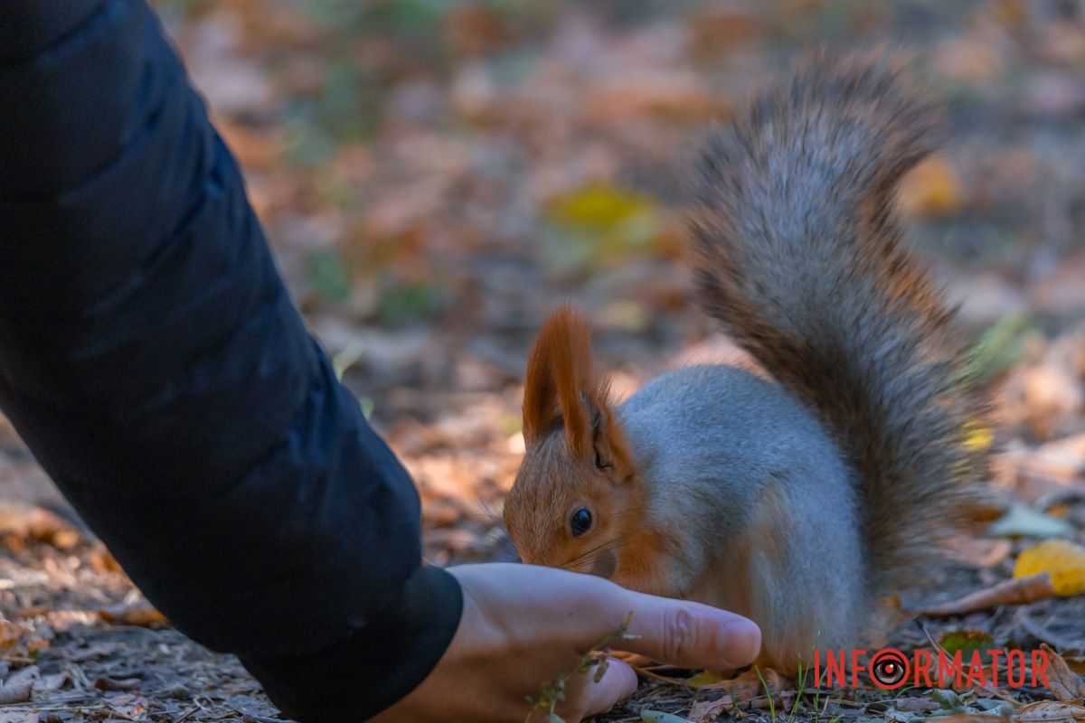 Красива осінь вишиває клени