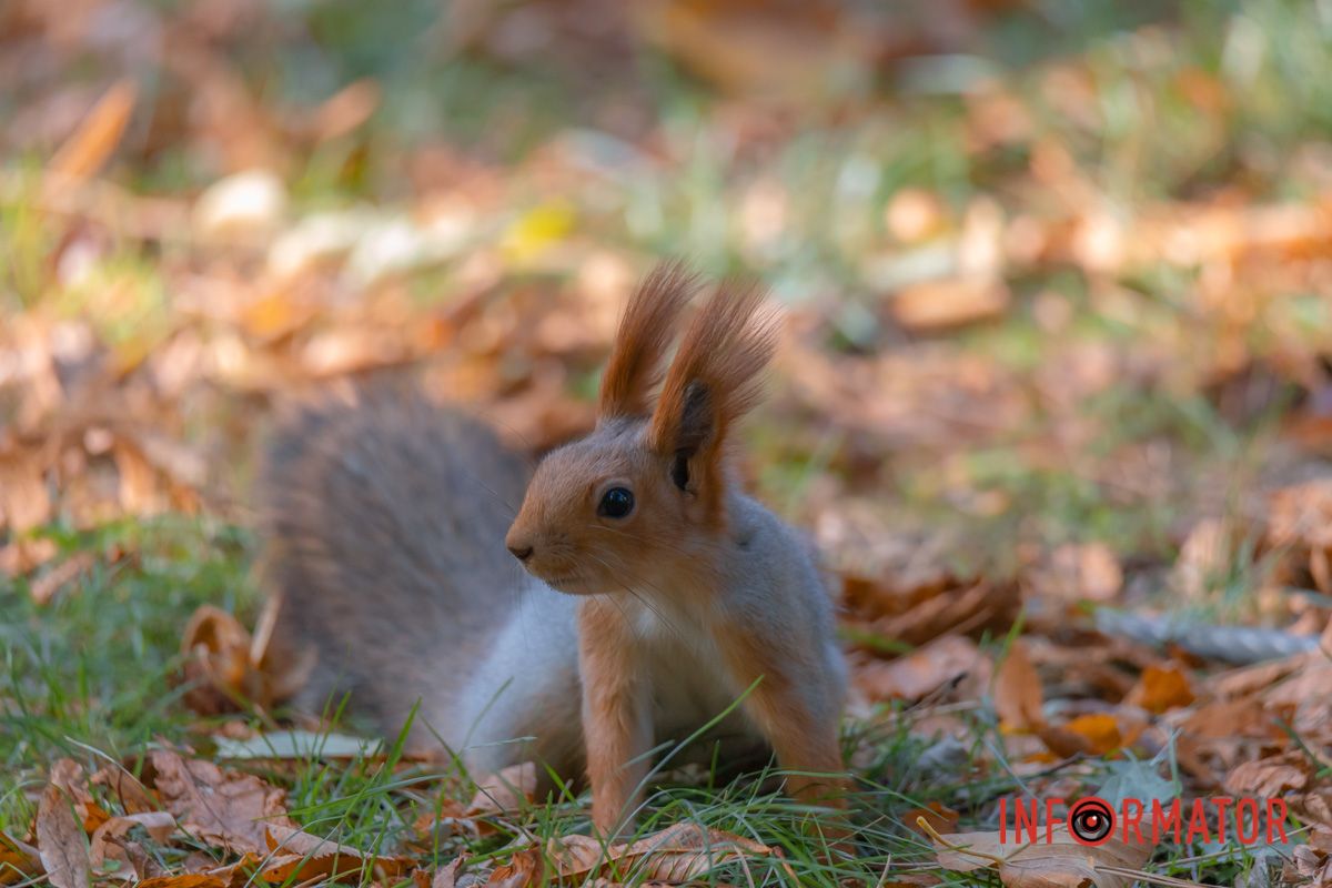 Красива осінь вишиває клени