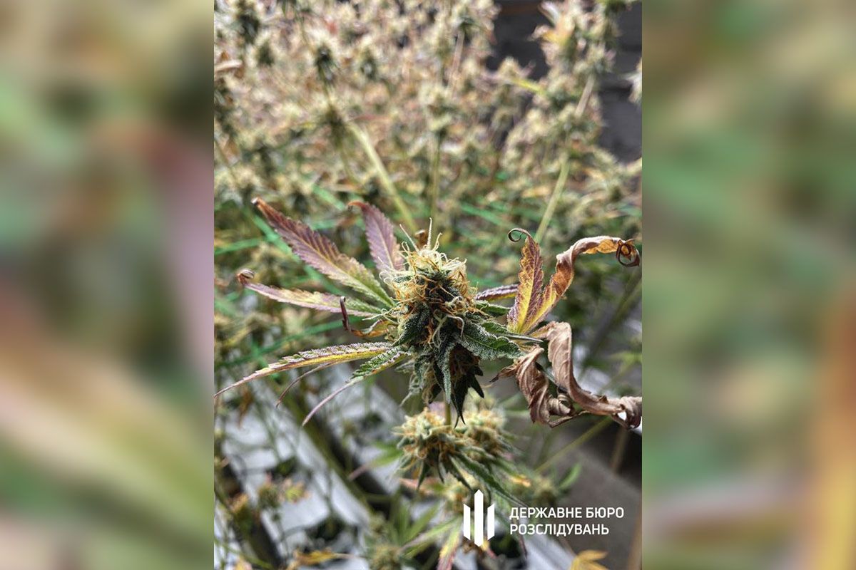 Задержанным грозит до 12 лет лишения свободы с конфискацией имущества