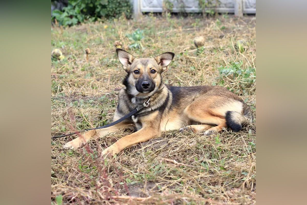 Какие кошки и собаки ищут дом в Днепре 1