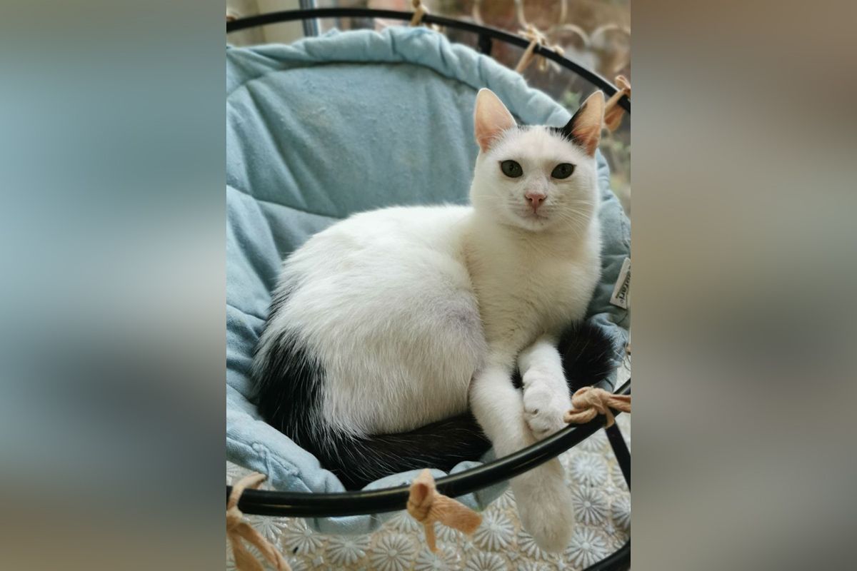 Какие кошки и собаки ищут дом в Днепре 2