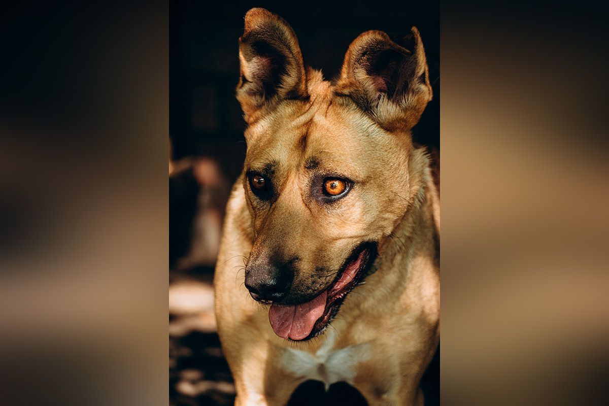 Какие кошки и собаки ищут дом в Днепре 3