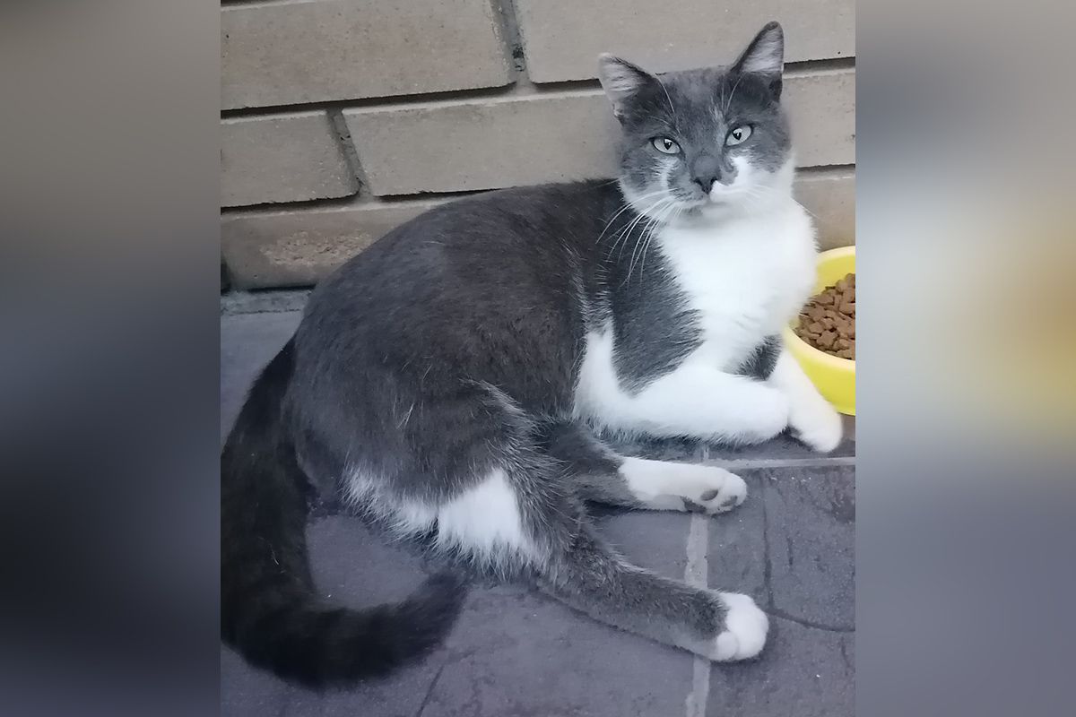 Какие кошки и собаки ищут дом в Днепре 4