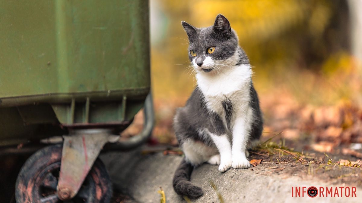 "Котневый" понедельник: муркотики и не только дарят хорошее настроение днепрянам