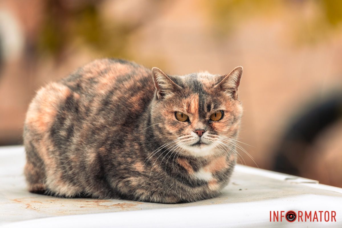 Він не радий нам Він не радий нам