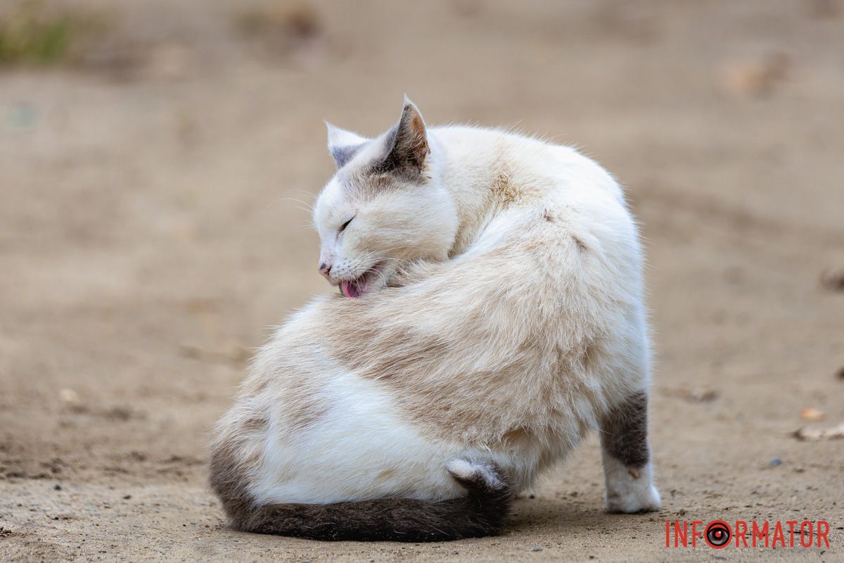 І ще коти І ще коти