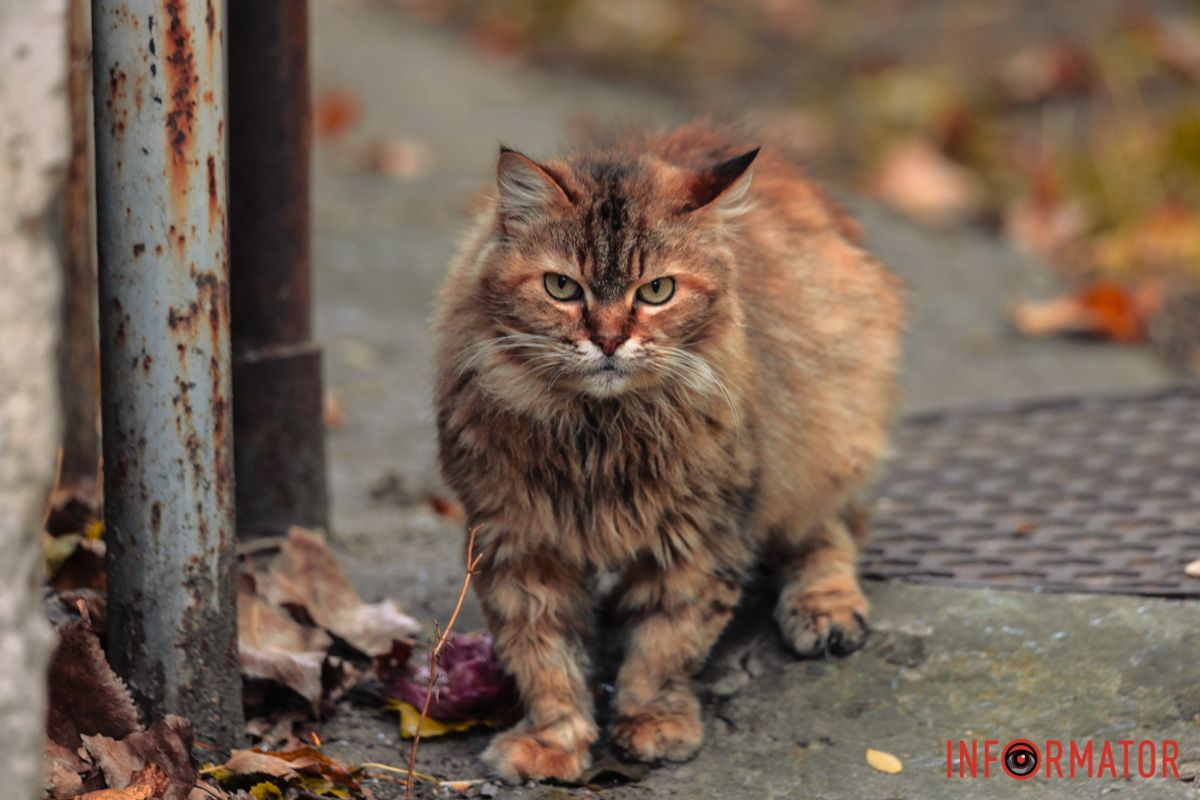 У колір осені У колір осені