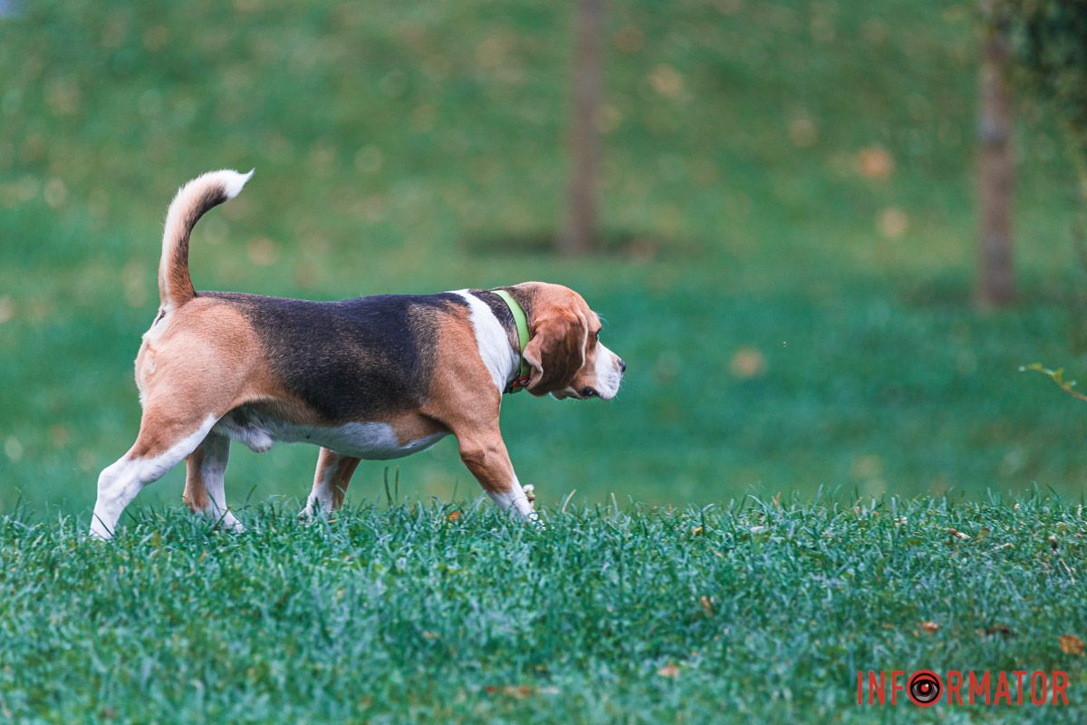 А це бігль А це бігль