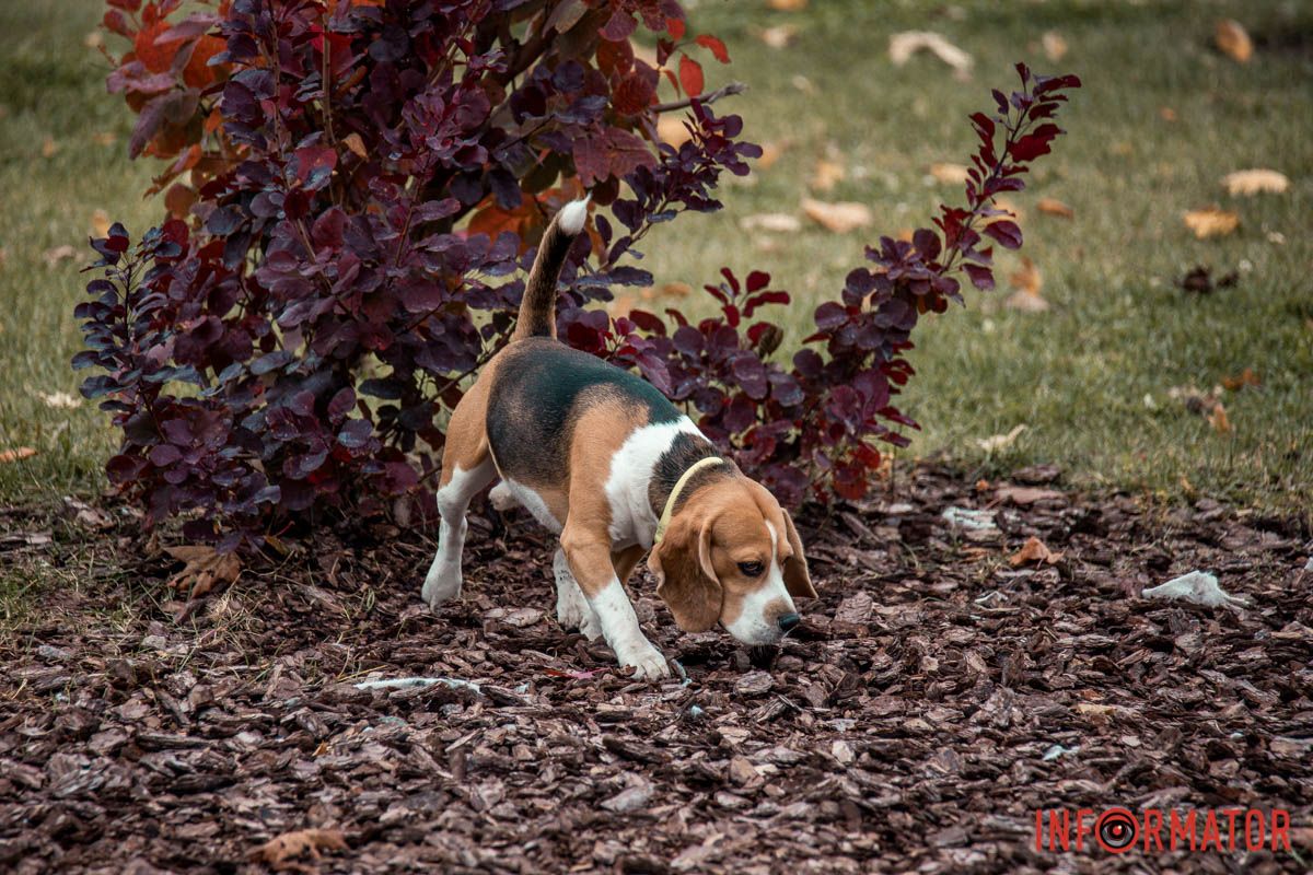 Ніби нічого й не було Ніби нічого й не було