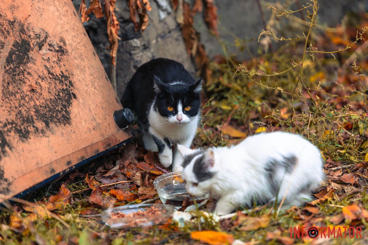 В когось зараз відберуть їжу В когось зараз відберуть їжу