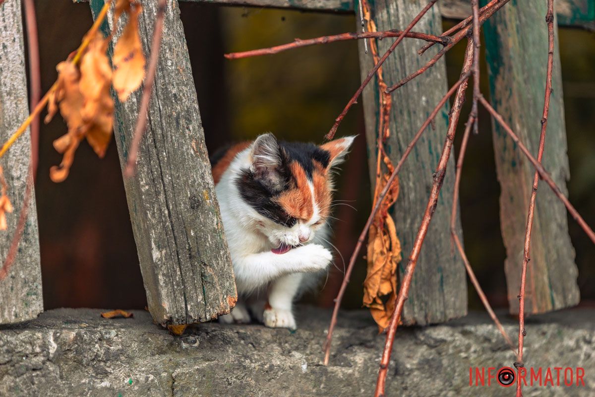 Лапкою хоба Лапкою хоба