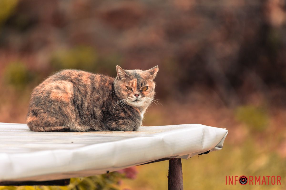 Наче королівської крові  Наче королівської крові