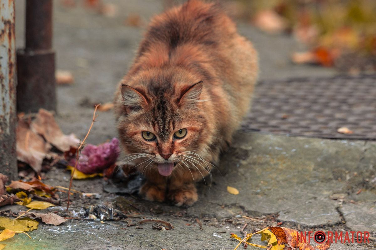Звуки няв Звуки няв