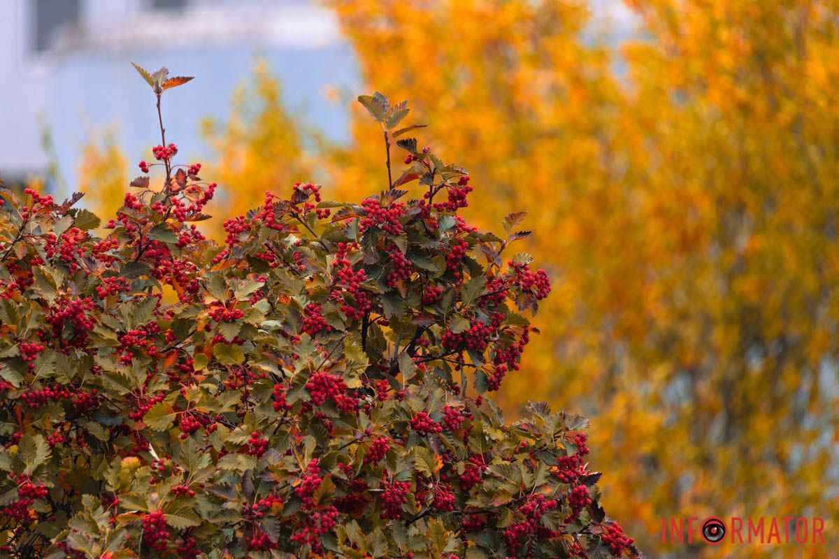 Золотая осень Золотая осень