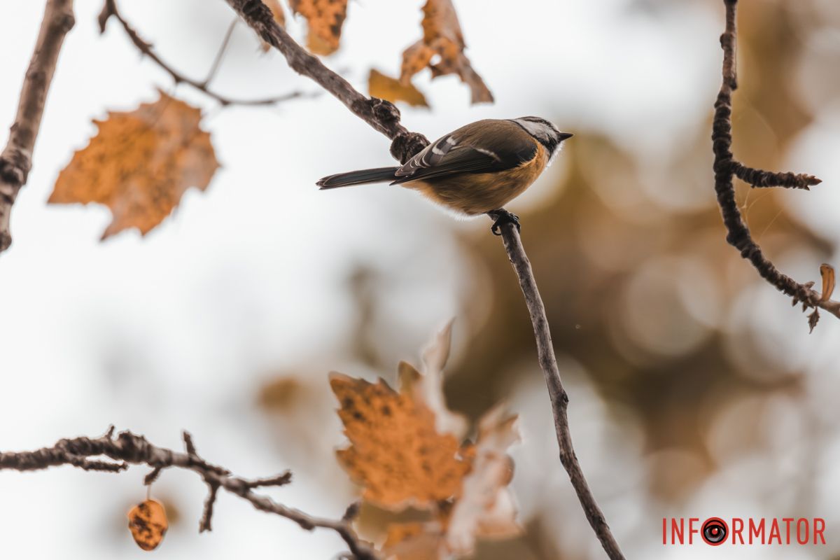 Позирует Позирует