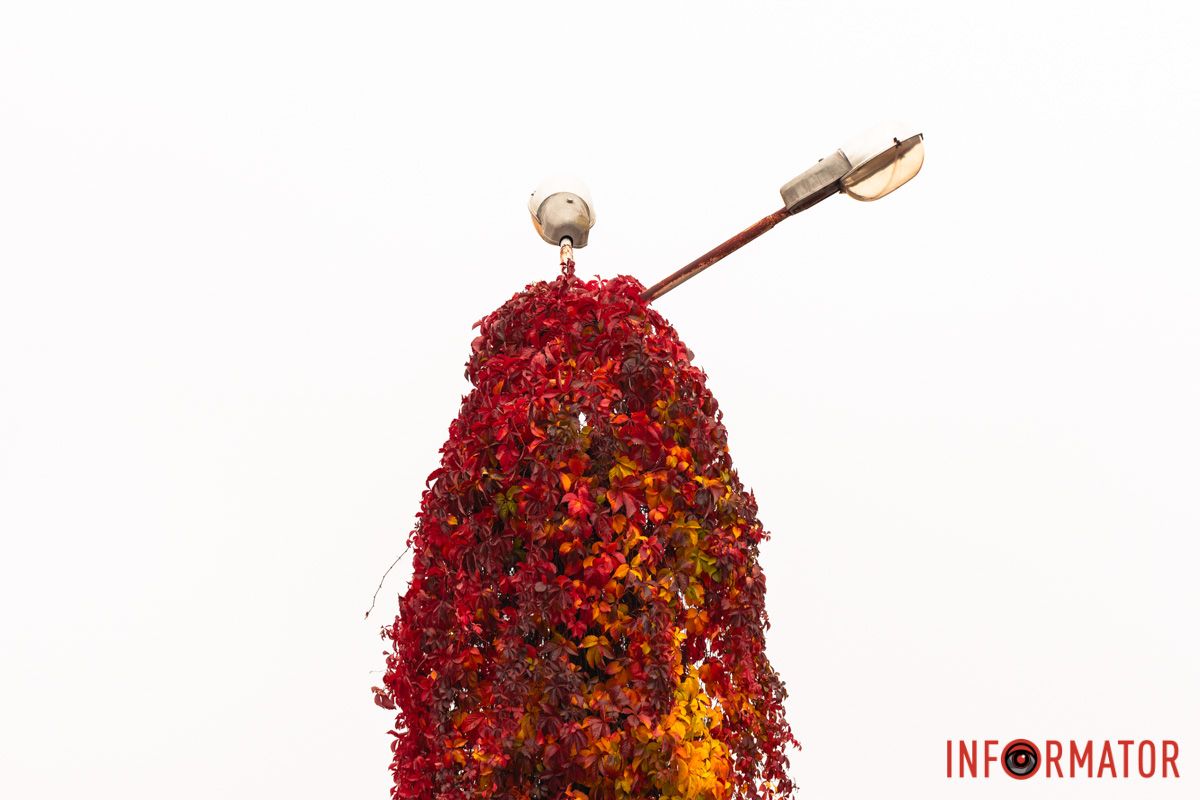 Фонарно-лиственный тандем Фонарно-лиственный тандем