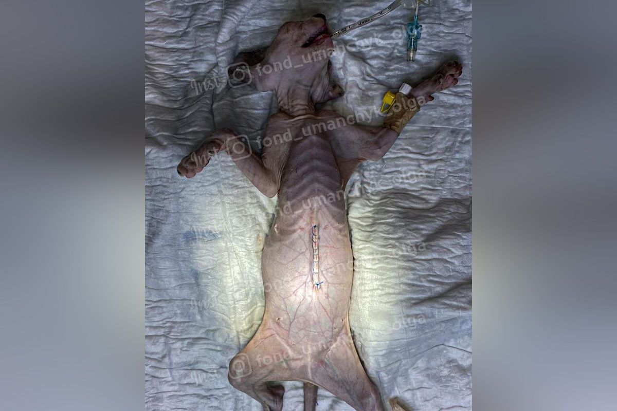 У тварини діагностували діафрагмальну грижу У тварини діагностували діафрагмальну грижу