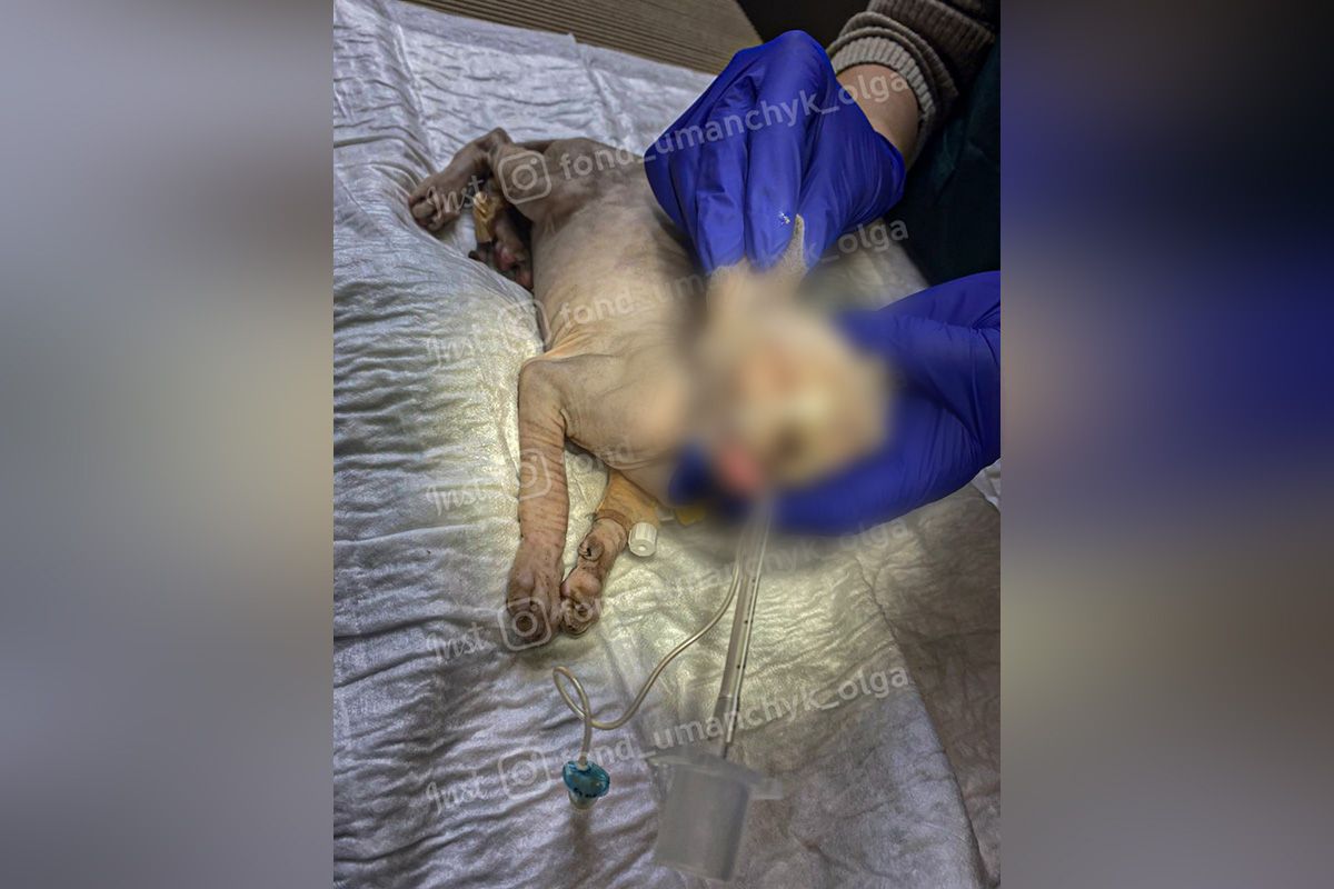 Від удару в діафрагмі з’явилось грижове кільце, в яке випала частина шлунку Від удару в діафрагмі з’явилось грижове кільце, в яке випала частина шлунку