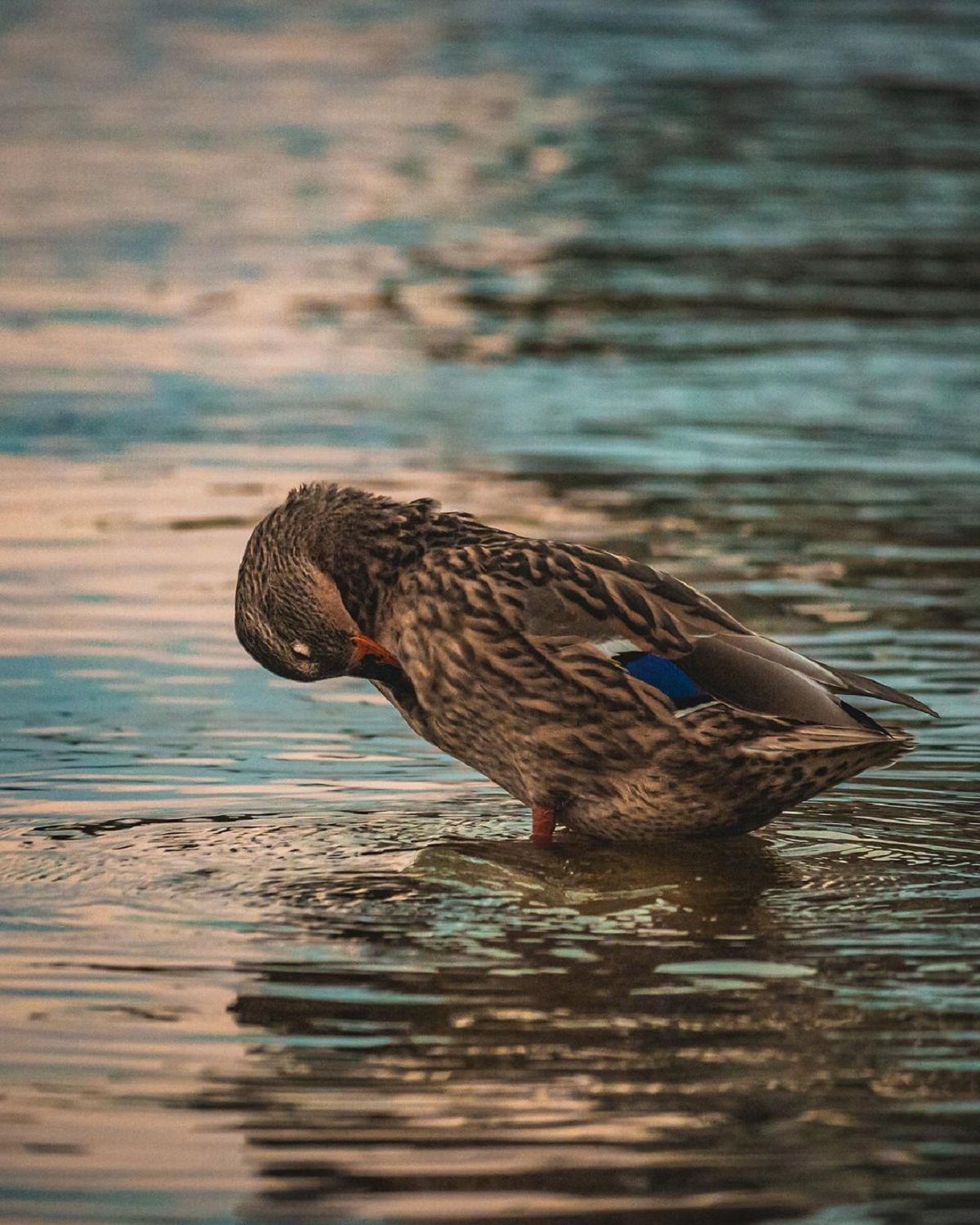 Фото: @hamster_dp_ru