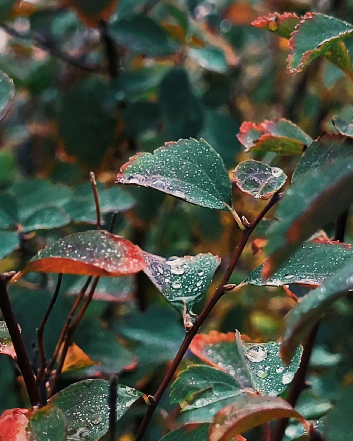 Фото: @dmfprodua