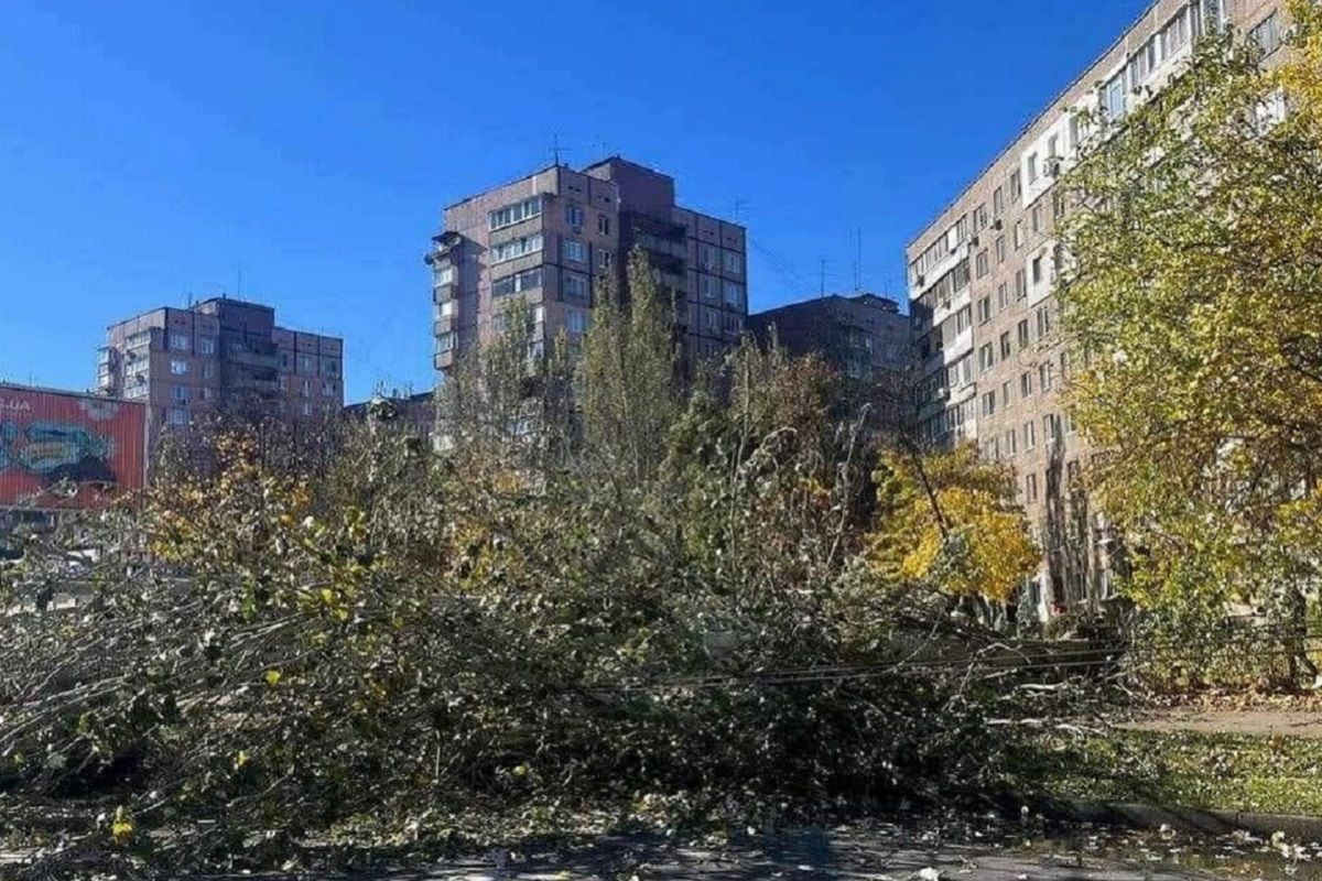На Перемозі дерево впало на дорогу На Перемозі дерево впало на дорогу