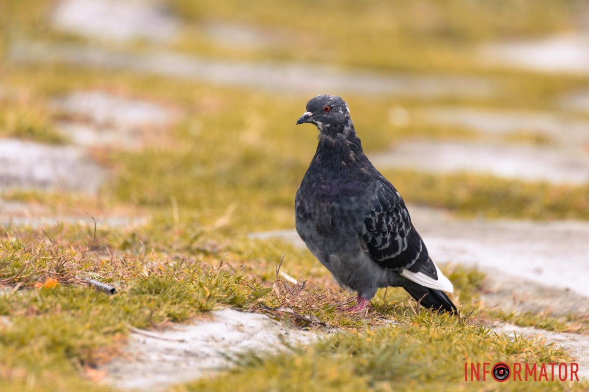 Ще той справжній Pigeon  Ще той справжній Pigeon