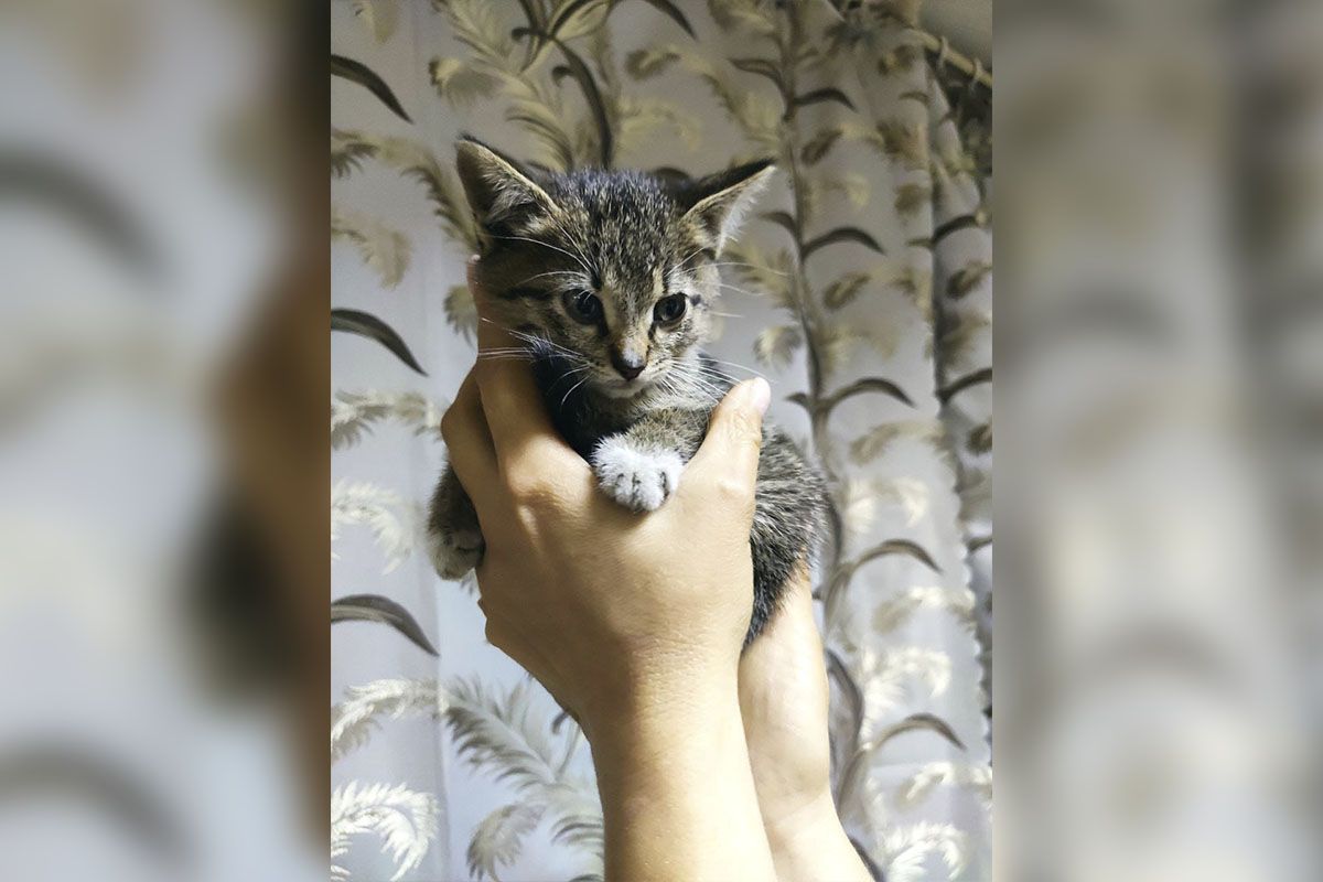 Маленький комочек счастья