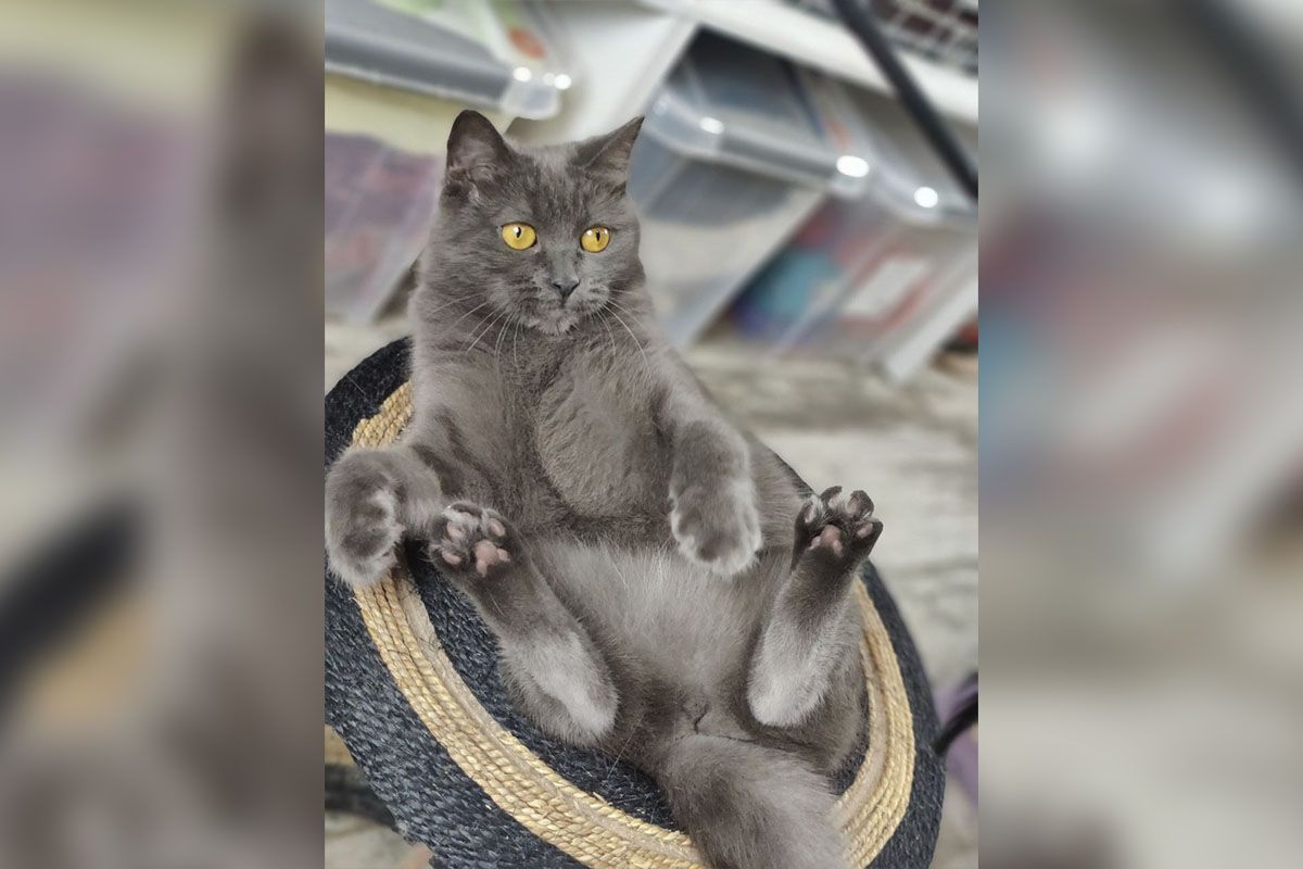 Аристократическая Фира