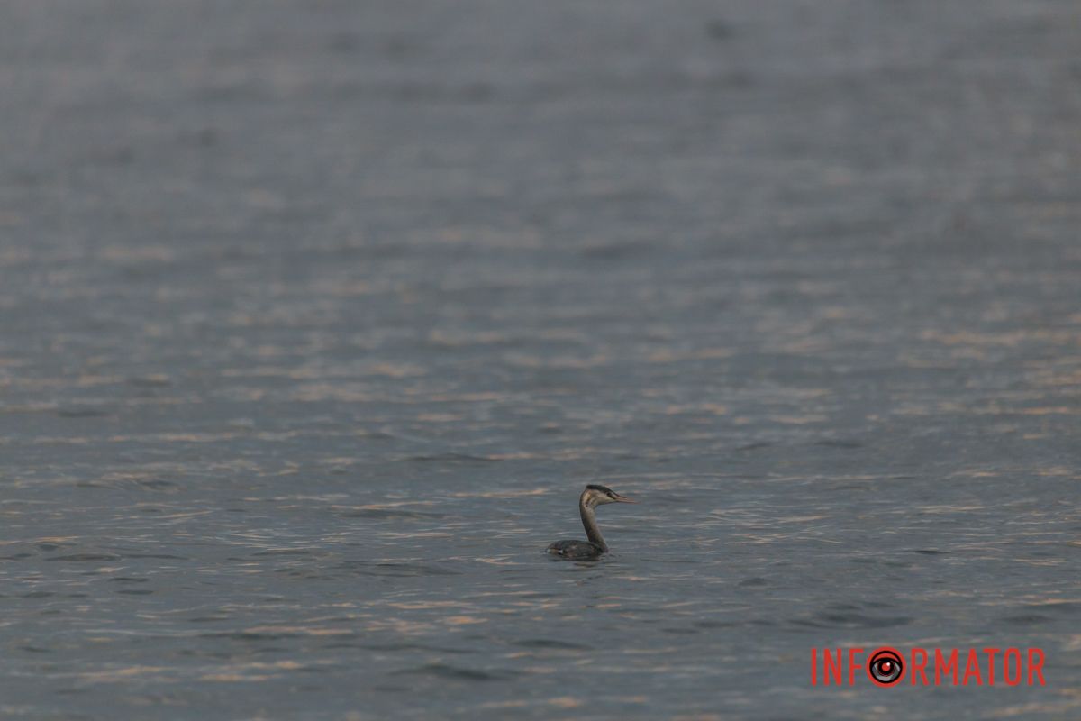 Одиноко плывет