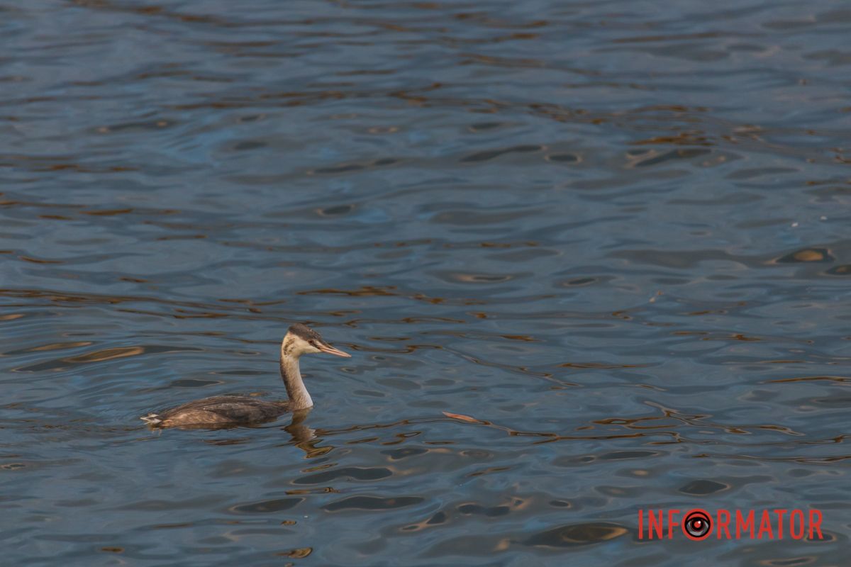 Вы ведь не кормите их хлебом?