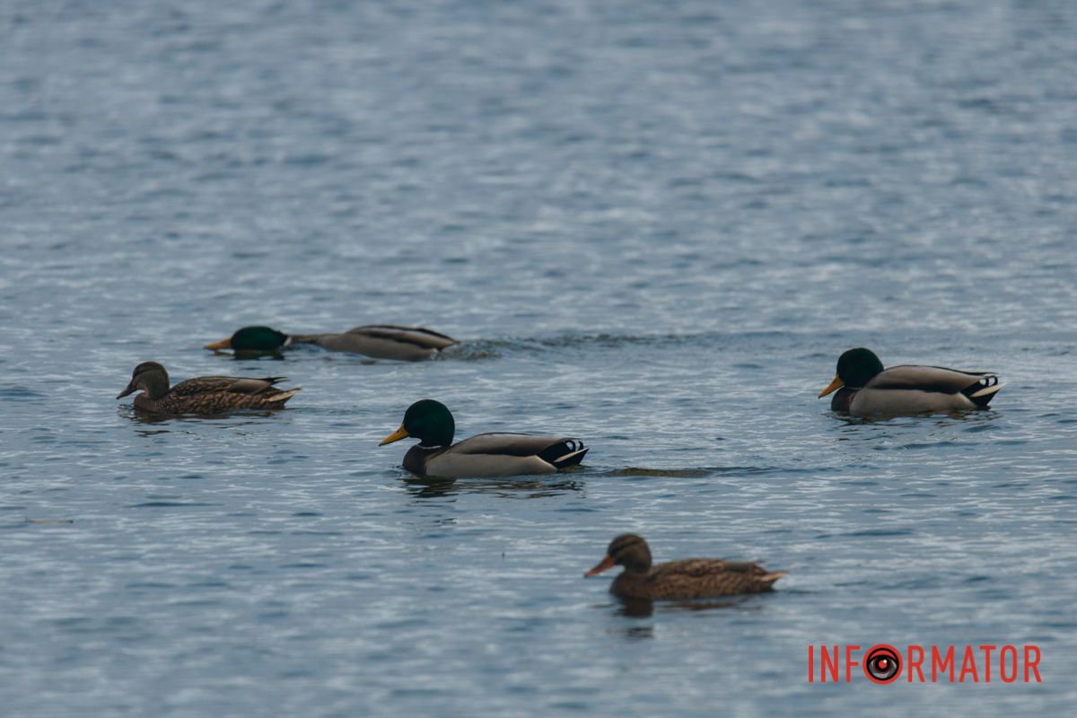 Сколько их здесь
