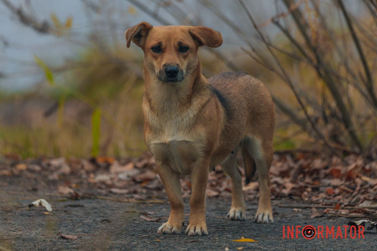 Какой Барбос