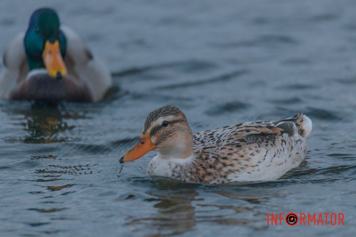 Гости Днепра