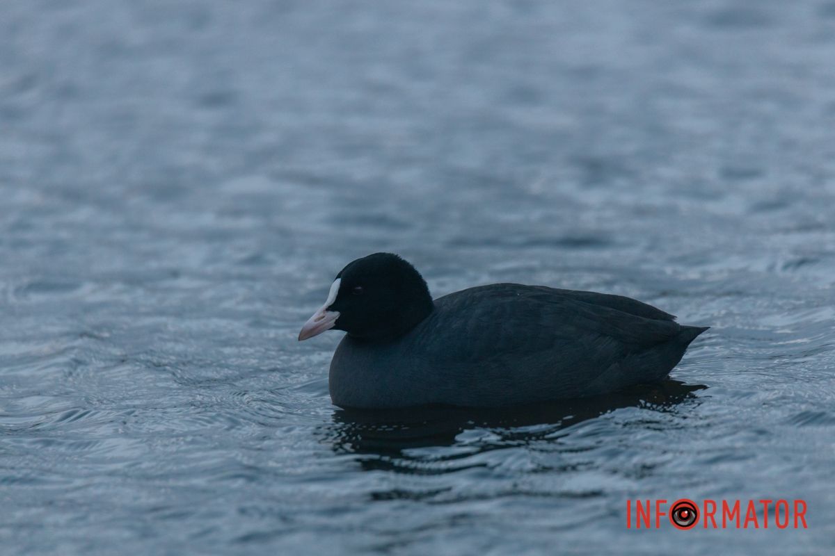 А цвет какой