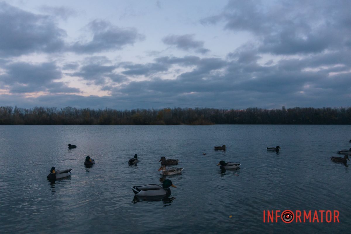 Стая собралась