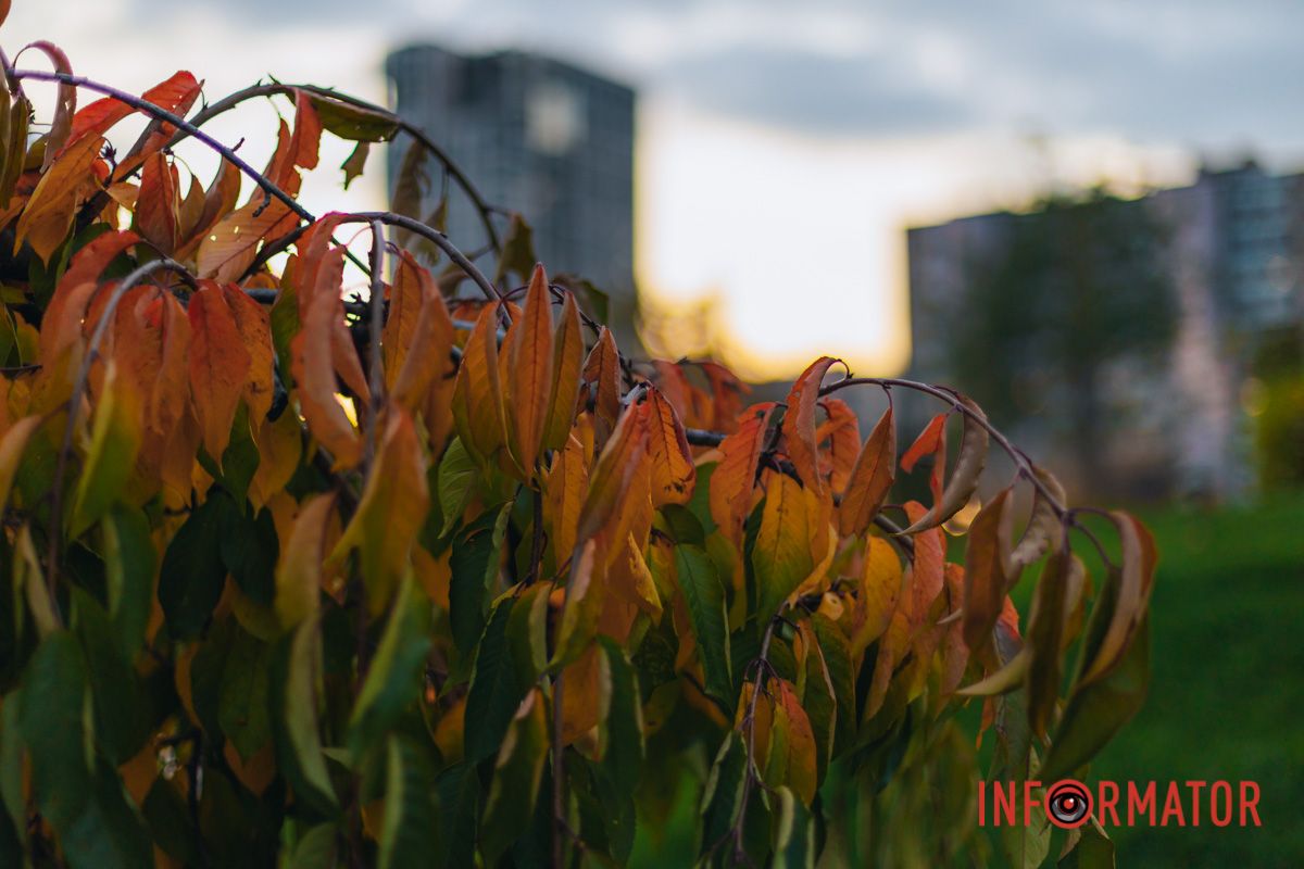 Цвета осени