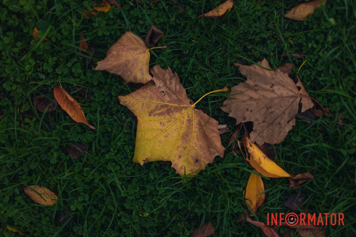 Вспомнилось, как собирали гербарий